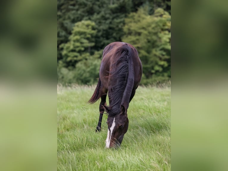 Welsh D (Cob) Mare 2 years 14.3 hh Bay-Dark in Fürth