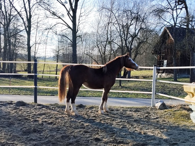 Welsh D (Cob) Mare 2 years 14,1 hh Chestnut-Red in Wendling
