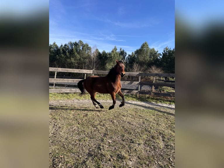Welsh D (Cob) Mare 2 years 14,2 hh Brown in Arsac