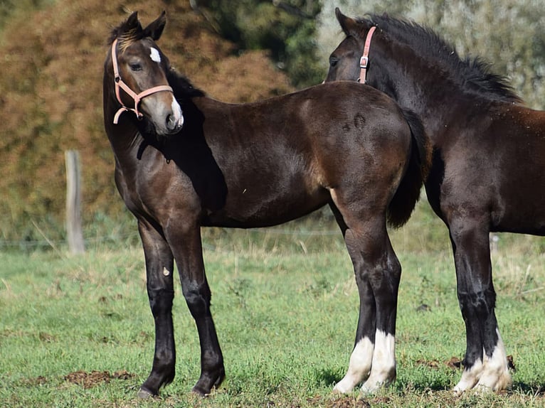 Welsh D (Cob) Mare 2 years Brown in Wustermark