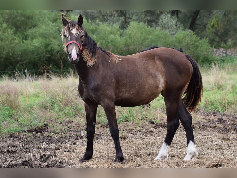 Welsh D (Cob) Mare 2 years Brown in Wustermark