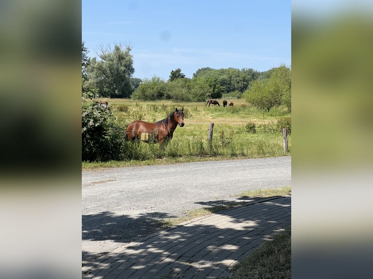 Welsh D (Cob) Mare 2 years Brown in Laatzen Welsh D (Cob) Mare 2 years Brown in Laatzen