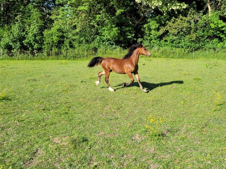 Welsh D (Cob) Mare 2 years Brown in Laatzen Welsh D (Cob) Mare 2 years Brown in Laatzen