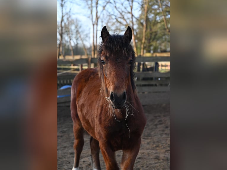 Welsh D (Cob) Mare 2 years Brown in Laatzen Welsh D (Cob) Mare 2 years Brown in Laatzen