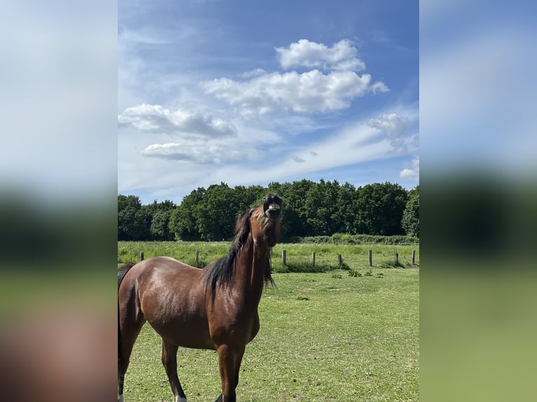Welsh D (Cob) Mare 2 years Brown in Laatzen Welsh D (Cob) Mare 2 years Brown in Laatzen