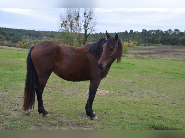 Welsh D (Cob) Mare 3 years 13,3 hh Brown in Klein Vielen