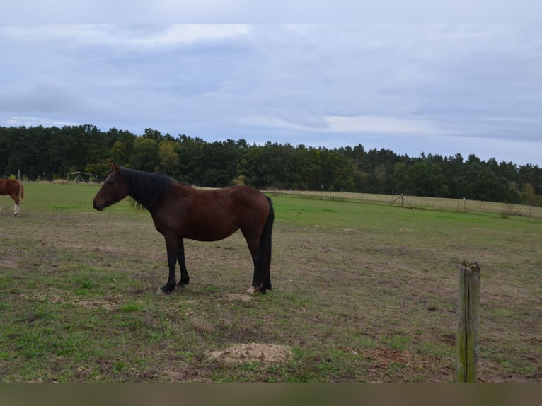 Welsh D (Cob) Mare 3 years 13,3 hh Brown in Klein Vielen