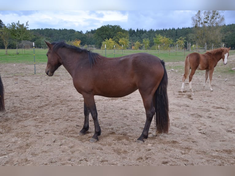 Welsh D (Cob) Mare 3 years 13,3 hh Brown in Klein Vielen