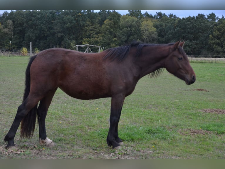 Welsh D (Cob) Mare 3 years 13,3 hh Brown in Klein Vielen