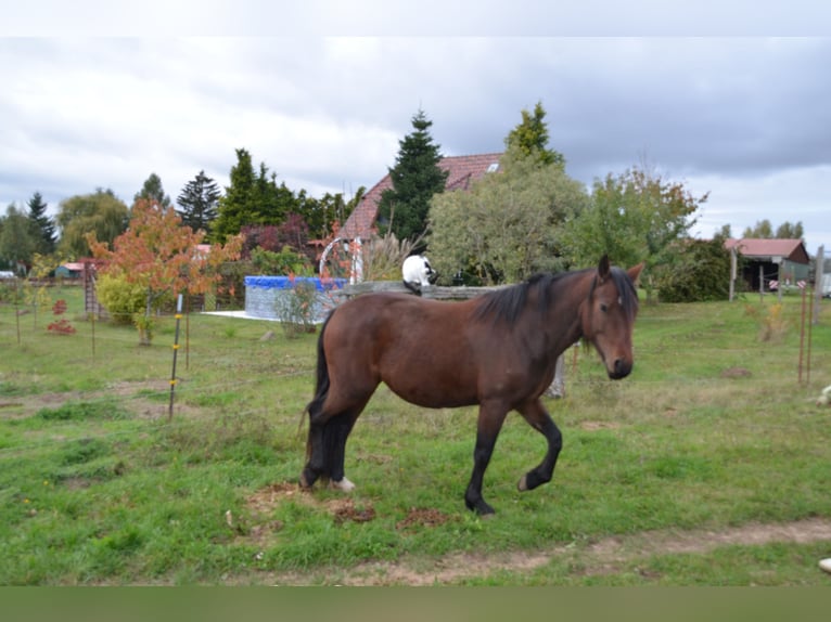 Welsh D (Cob) Mare 3 years 13,3 hh Brown in Klein Vielen