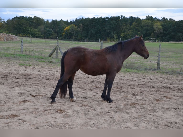 Welsh D (Cob) Mare 3 years 13,3 hh Brown in Klein Vielen