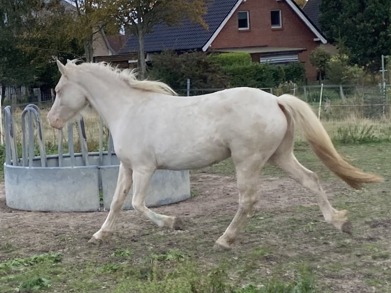 Welsh D (Cob) Mare 3 years 13,3 hh Cremello in Panker