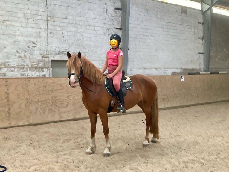Welsh D (Cob) Mare 3 years 14,1 hh Chestnut-Red in Panker