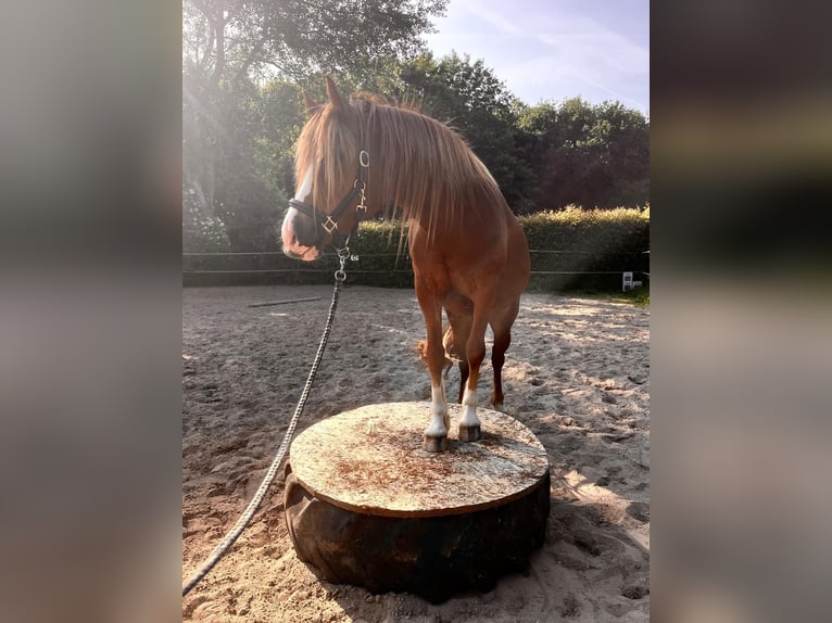 Welsh D (Cob) Mare 3 years 14,1 hh Chestnut-Red in Panker