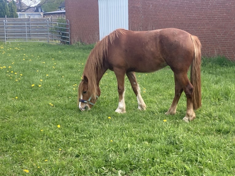 Welsh D (Cob) Mare 3 years 14,1 hh Chestnut-Red in Panker
