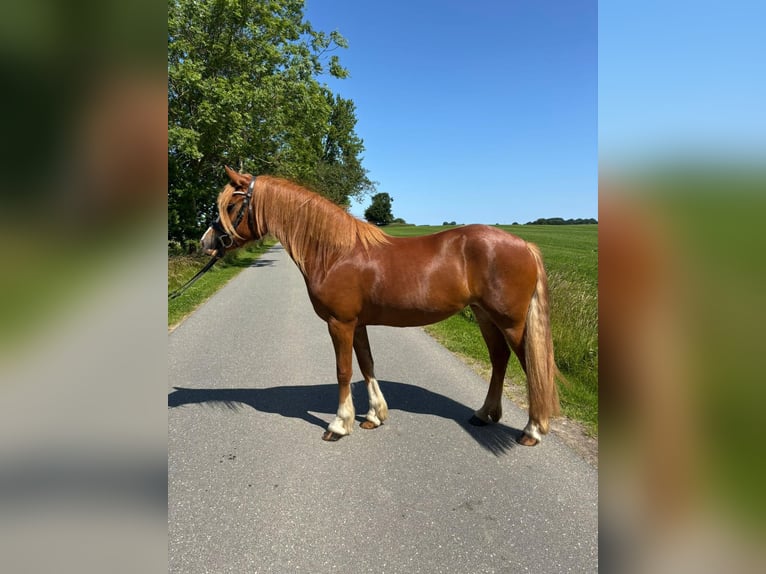 Welsh D (Cob) Mare 3 years 14,1 hh Chestnut-Red in Panker