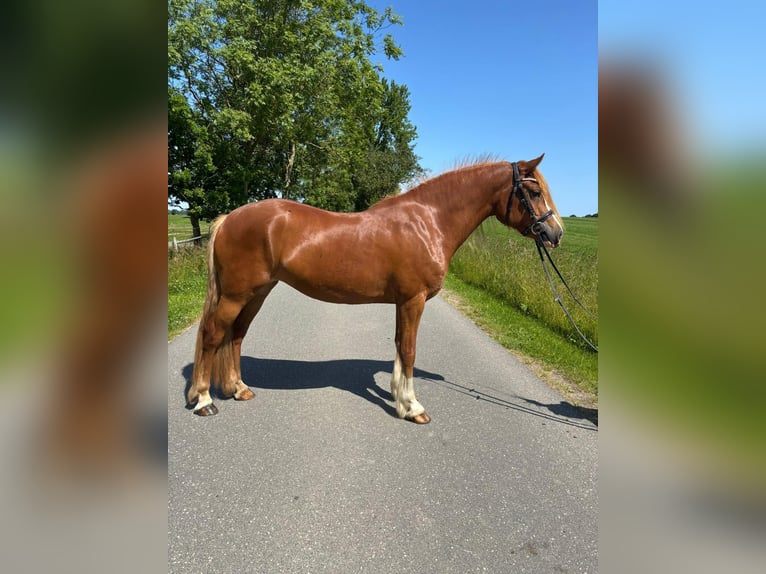 Welsh D (Cob) Mare 3 years 14,1 hh Chestnut-Red in Panker