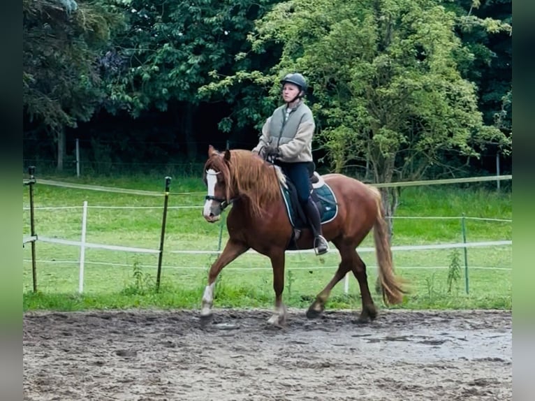 Welsh D (Cob) Mare 3 years 14,1 hh Chestnut-Red in Panker