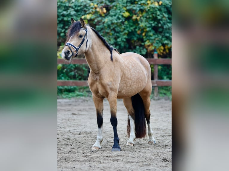 Welsh D (Cob) Mare 3 years 14,1 hh Dun in Blekendorf