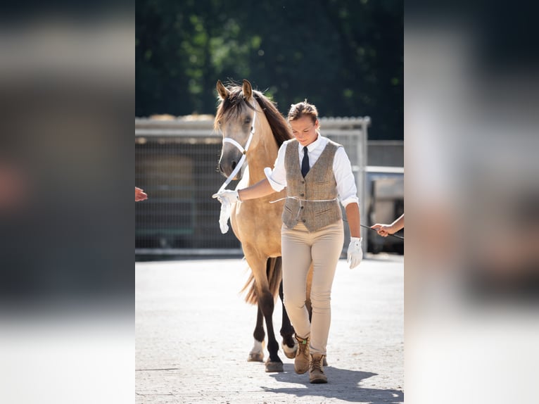 Welsh D (Cob) Mare 3 years 14,2 hh Buckskin in Rennertshofen