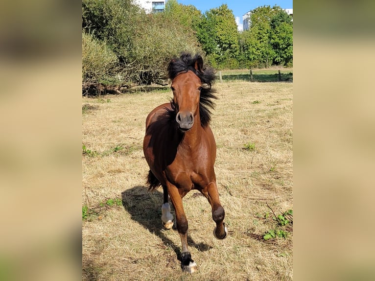 Welsh D (Cob) Mare 3 years Brown in Laatzen