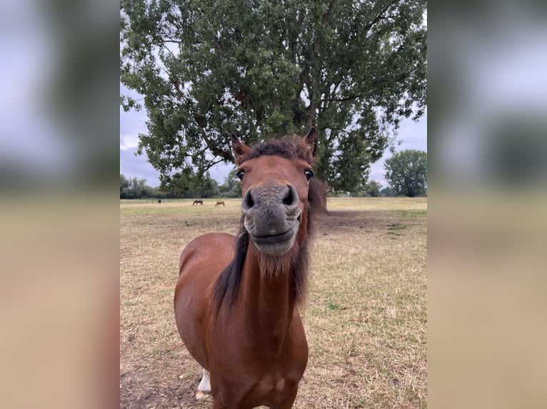 Welsh D (Cob) Mare 3 years Brown in Laatzen