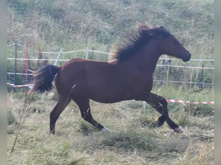 Welsh D (Cob) Mare 3 years Brown in Laatzen
