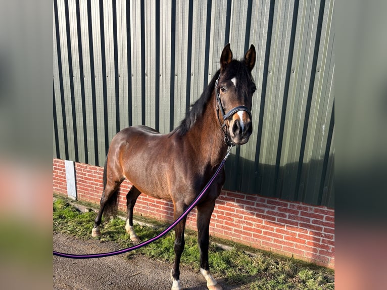 Welsh D (Cob) Mare 4 years 13.2 hh Bay-Dark in Schellinkhout