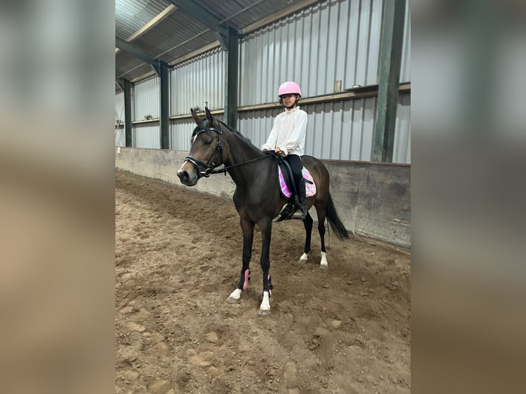 Welsh D (Cob) Mare 4 years 13,2 hh Bay-Dark in Schellinkhout