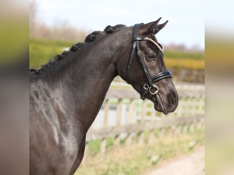 Welsh D (Cob) Mare 4 years 14.1 hh Black in Heemskerk
