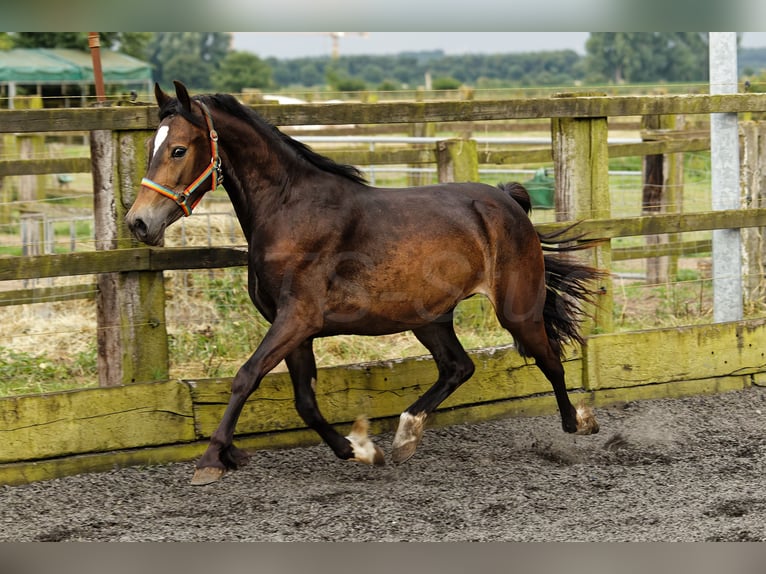 Welsh D (Cob) Mare 4 years 14.2 hh Brown in Meerbusch