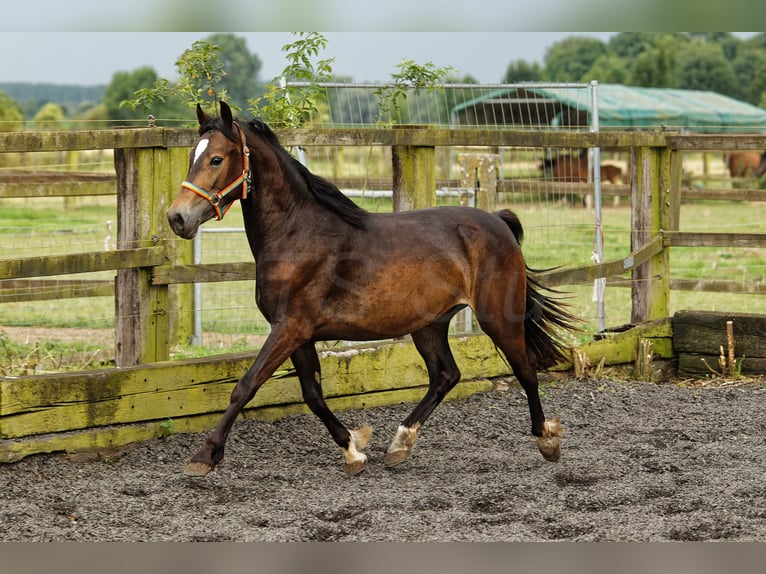 Welsh D (Cob) Mare 4 years 14.2 hh Brown in Meerbusch