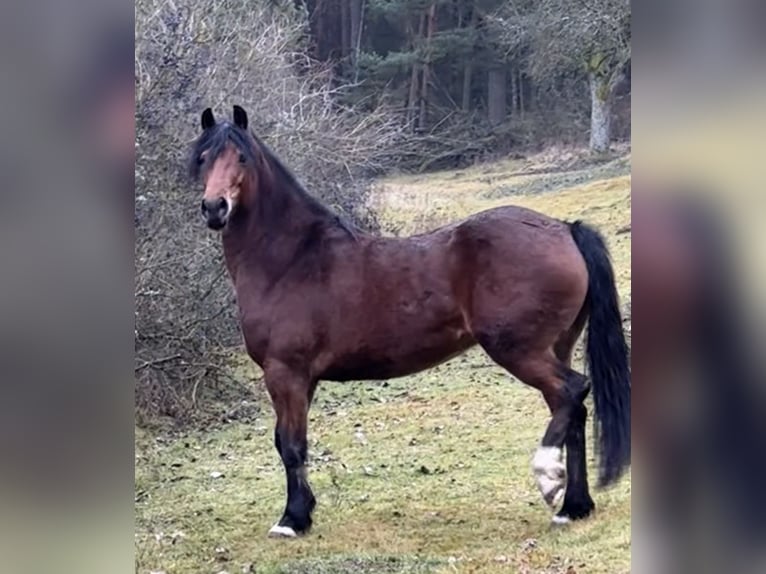 Welsh D (Cob) Mare 4 years 14.3 hh Brown in Ledce