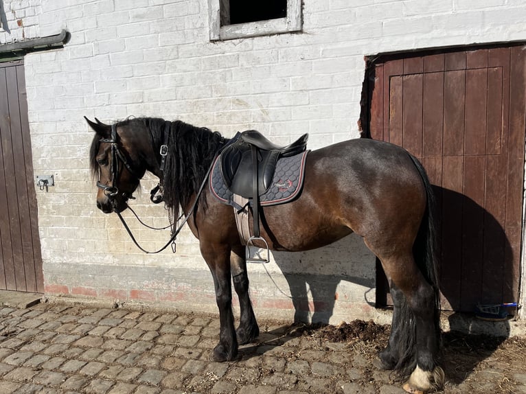 Welsh D (Cob) Mare 4 years 14 hh Bay-Dark in Wortegem-Petegem