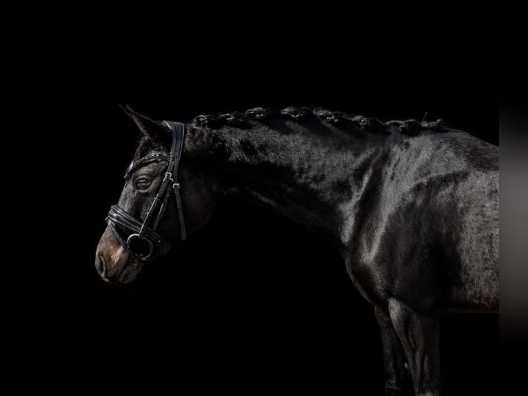 Welsh D (Cob) Mare 4 years 14 hh Bay-Dark in Uithuizermeeden