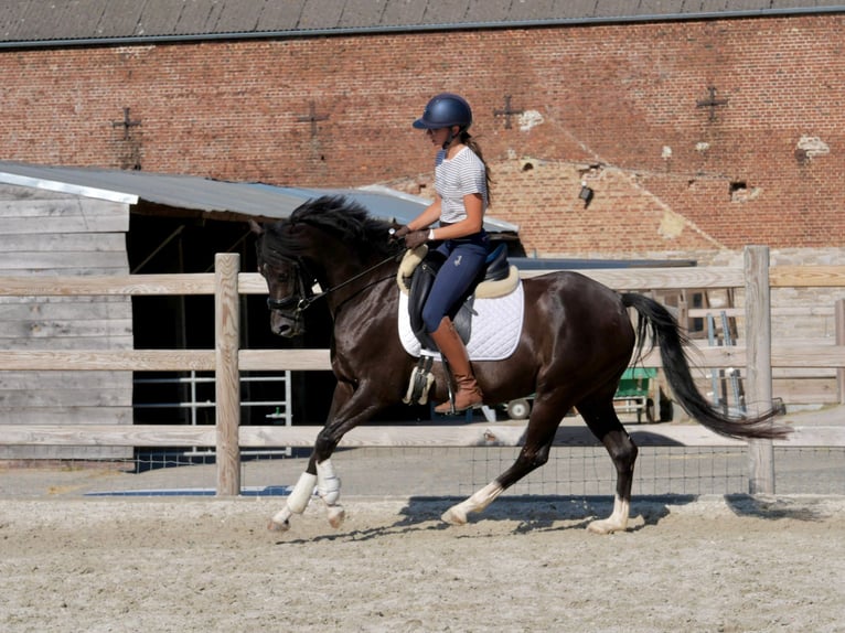 Welsh D (Cob) Mare 4 years 14 hh Black in Huccorgne