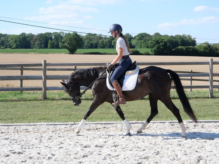 Welsh D (Cob) Mare 4 years 14 hh Black in Huccorgne