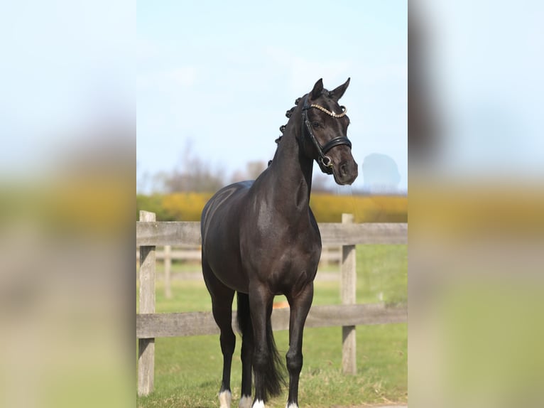 Welsh D (Cob) Mare 4 years 14,1 hh Black in Heemskerk