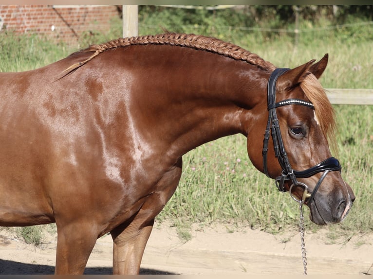 Welsh D (Cob) Mare 4 years 14,1 hh Chestnut-Red in Kirchn&#xFC;chel