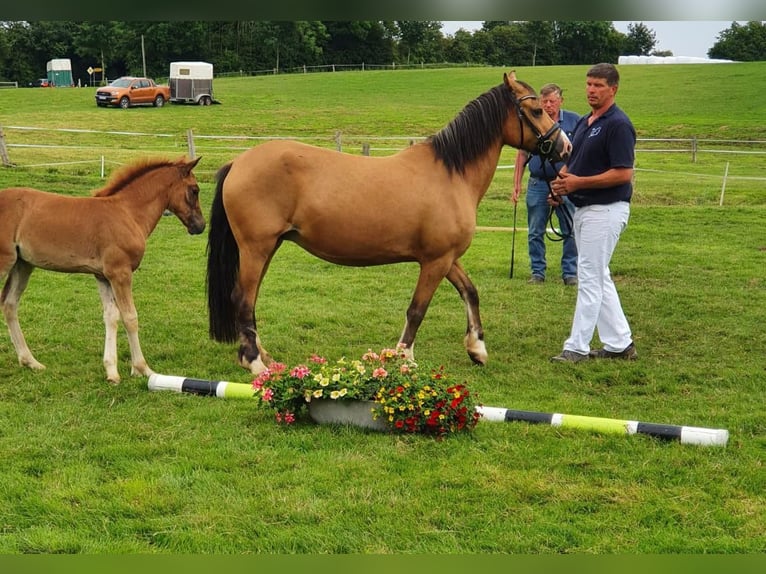 Welsh D (Cob) Mare 4 years 14,1 hh Chestnut-Red in Kirchn&#xFC;chel