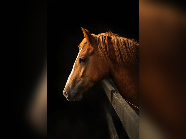 Welsh D (Cob) Mare 4 years 14,1 hh Chestnut-Red in Stahnsdorf