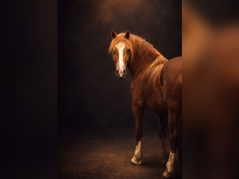 Welsh D (Cob) Mare 4 years 14,1 hh Chestnut-Red in Stahnsdorf