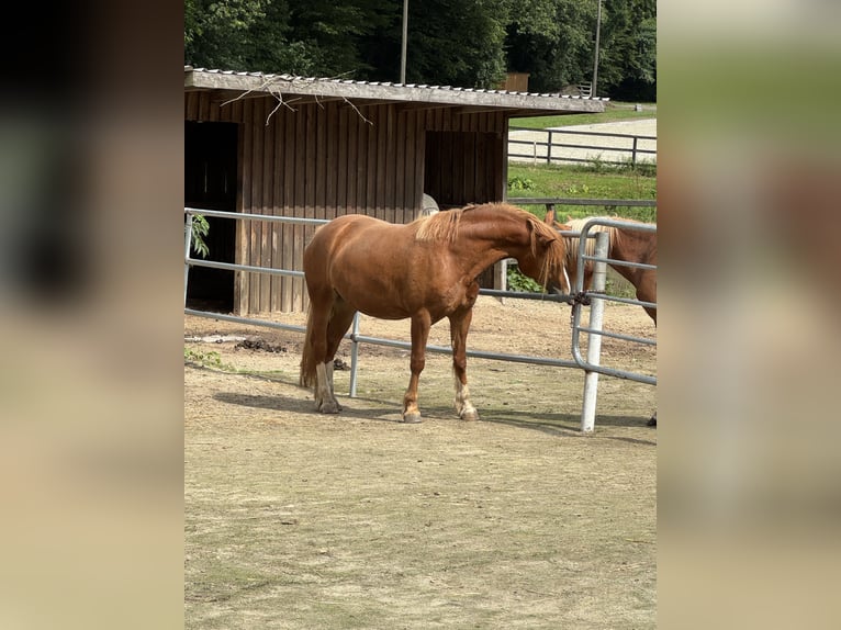 Welsh D (Cob) Mare 4 years 14,1 hh Chestnut-Red in Stahnsdorf