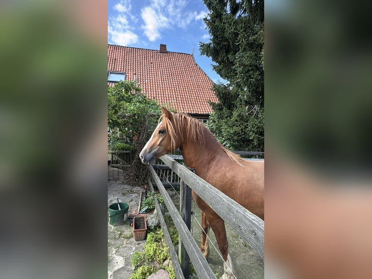 Welsh D (Cob) Mare 4 years 14,1 hh Chestnut-Red in Stahnsdorf