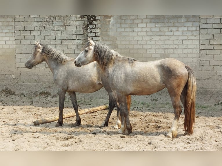 Welsh D (Cob) Mix Mare 4 years 14,1 hh Grey-Blue-Tan in Susteren