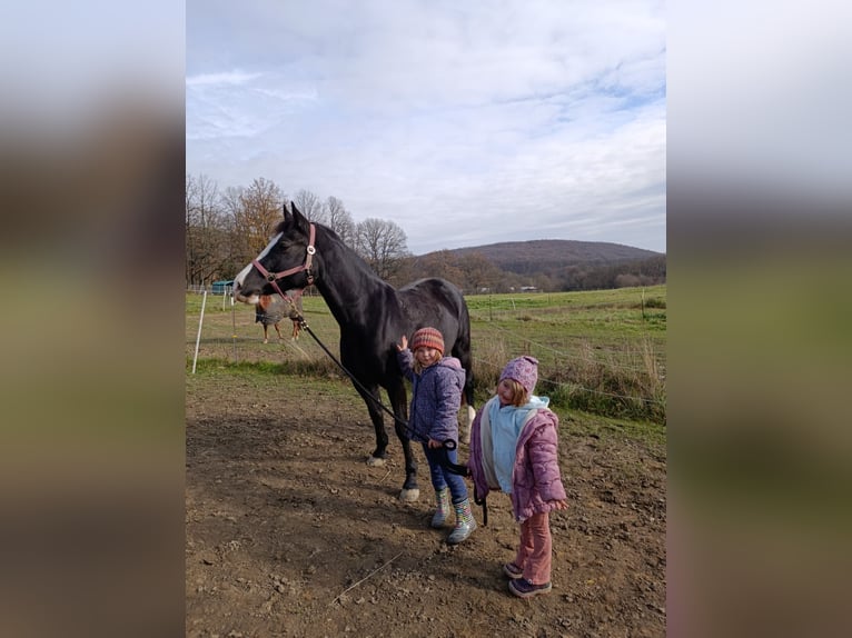 Welsh D (Cob) Mare 4 years 14,2 hh Black in Breitenfurt bei Wien