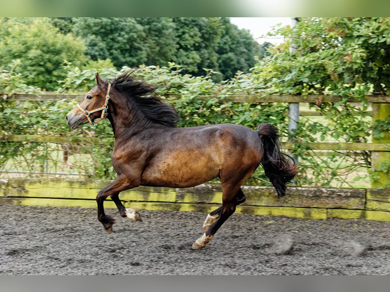 Welsh D (Cob) Mare 4 years 14,2 hh Brown in Meerbusch