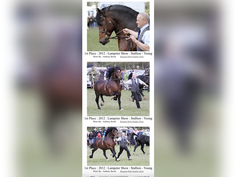 Welsh D (Cob) Mare 4 years 14,3 hh Brown in Ledce