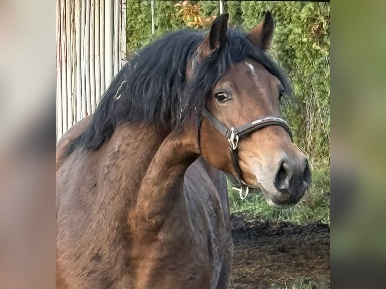 Welsh D (Cob) Mare 4 years 14,3 hh Brown in Ledce