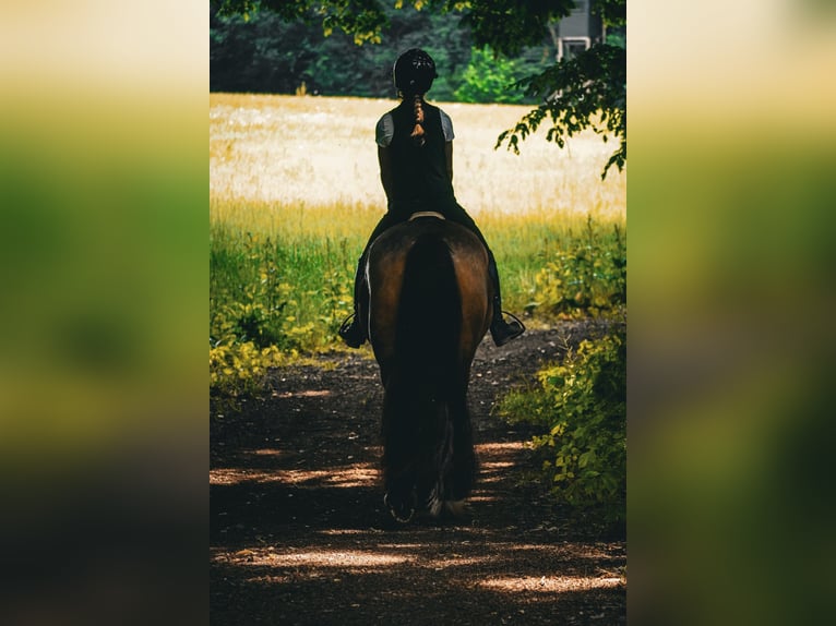 Welsh D (Cob) Mix Mare 4 years 15,2 hh Dun in Nettersheim